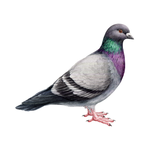 Parasitnix Frechen - Kammerjäger - Schädlingsbekämpfung - Wespenbekämpfung, Ameisenbekämpfung, Rattenbekämpfung - Frechen