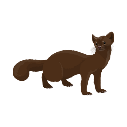 Parasitnix Frechen - Kammerjäger - Schädlingsbekämpfung - Wespenbekämpfung, Ameisenbekämpfung, Rattenbekämpfung - Frechen