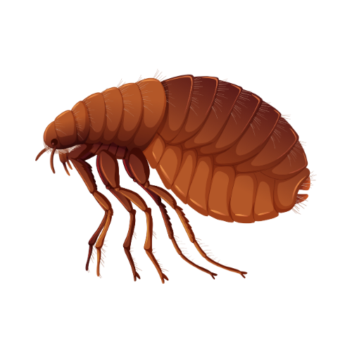 Parasitnix Frechen - Kammerjäger - Schädlingsbekämpfung - Wespenbekämpfung, Ameisenbekämpfung, Rattenbekämpfung - Frechen