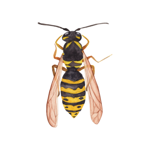 Parasitnix Frechen - Kammerjäger - Schädlingsbekämpfung - Wespenbekämpfung, Ameisenbekämpfung, Rattenbekämpfung - Frechen