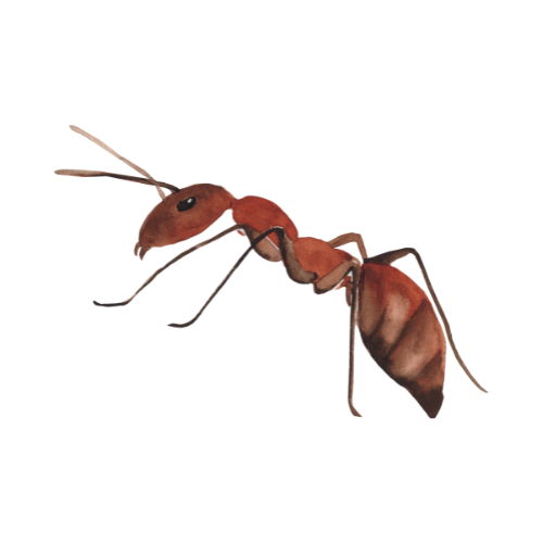 Parasitnix Frechen - Kammerjäger - Schädlingsbekämpfung - Wespenbekämpfung, Ameisenbekämpfung, Rattenbekämpfung - Frechen