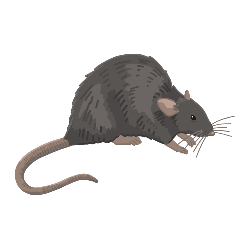 Parasitnix Frechen - Kammerjäger - Schädlingsbekämpfung - Wespenbekämpfung, Ameisenbekämpfung, Rattenbekämpfung - Frechen