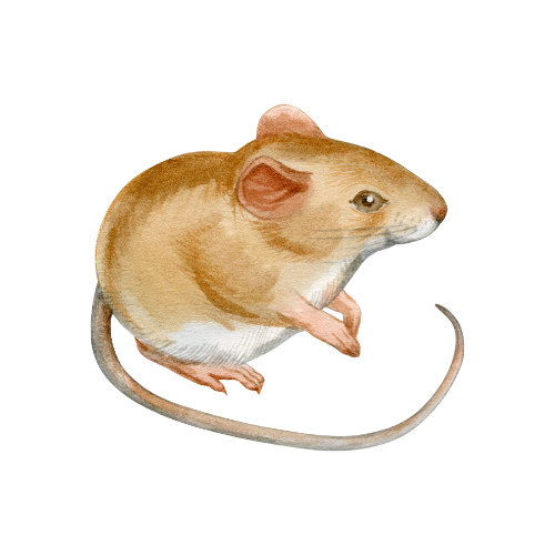 Parasitnix Frechen - Kammerjäger - Schädlingsbekämpfung - Wespenbekämpfung, Ameisenbekämpfung, Rattenbekämpfung - Frechen