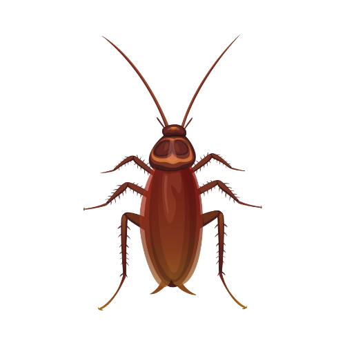 Parasitnix Frechen - Kammerjäger - Schädlingsbekämpfung - Wespenbekämpfung, Ameisenbekämpfung, Rattenbekämpfung - Frechen