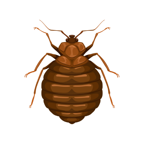 Parasitnix Frechen - Kammerjäger - Schädlingsbekämpfung - Wespenbekämpfung, Ameisenbekämpfung, Rattenbekämpfung - Frechen