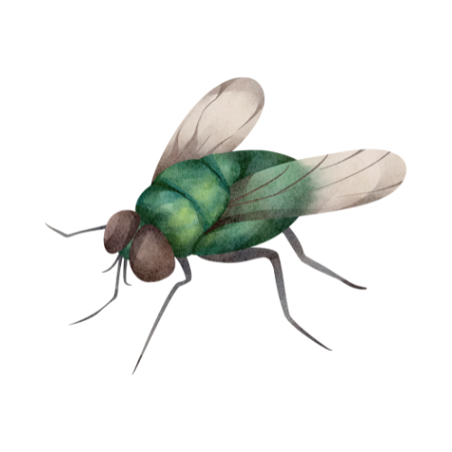 Parasitnix Frechen - Kammerjäger - Schädlingsbekämpfung - Wespenbekämpfung, Ameisenbekämpfung, Rattenbekämpfung - Frechen