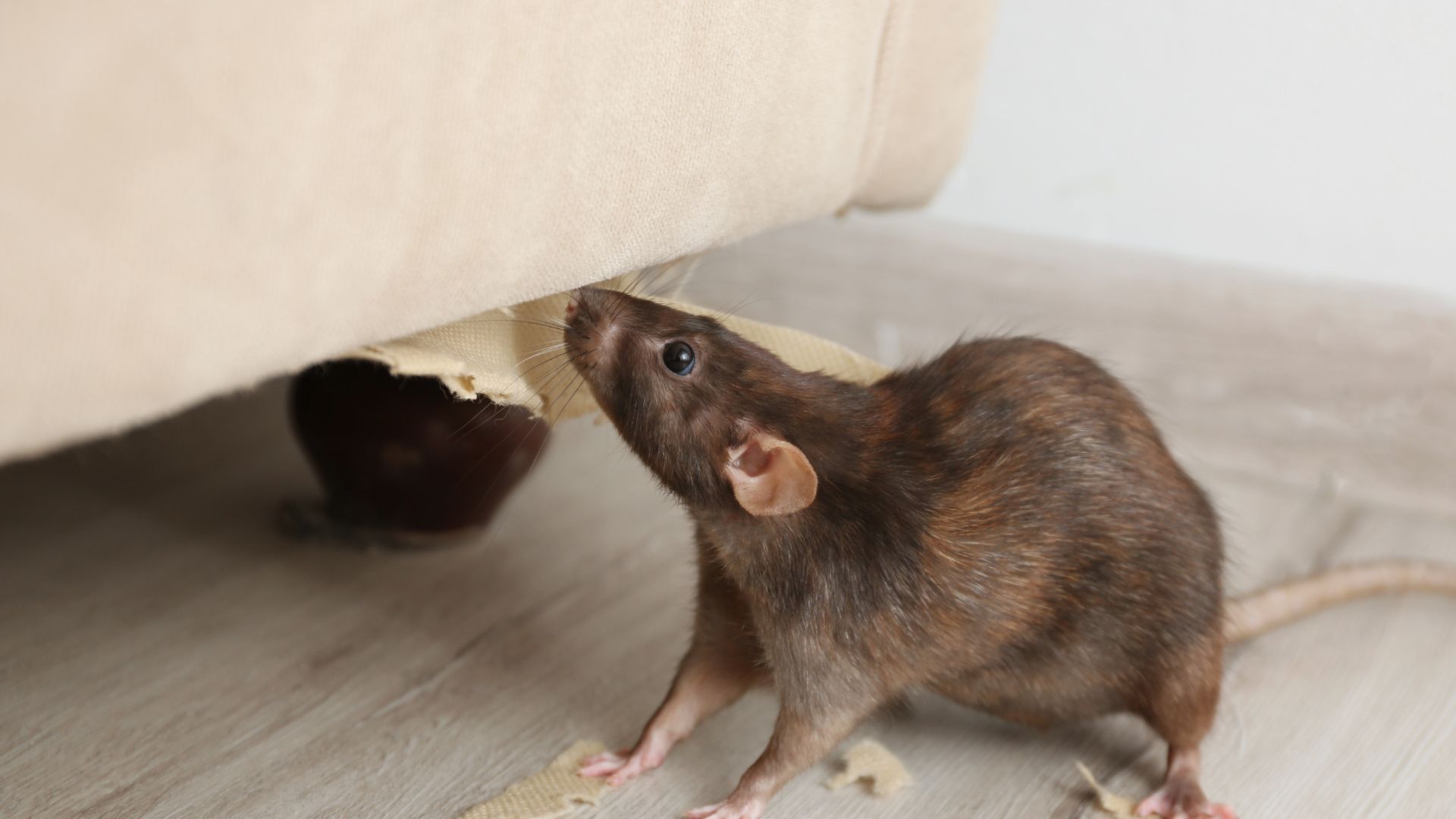 Parasitnix Frechen - Kammerjäger - Schädlingsbekämpfung - Wespenbekämpfung, Ameisenbekämpfung, Rattenbekämpfung - Frechen