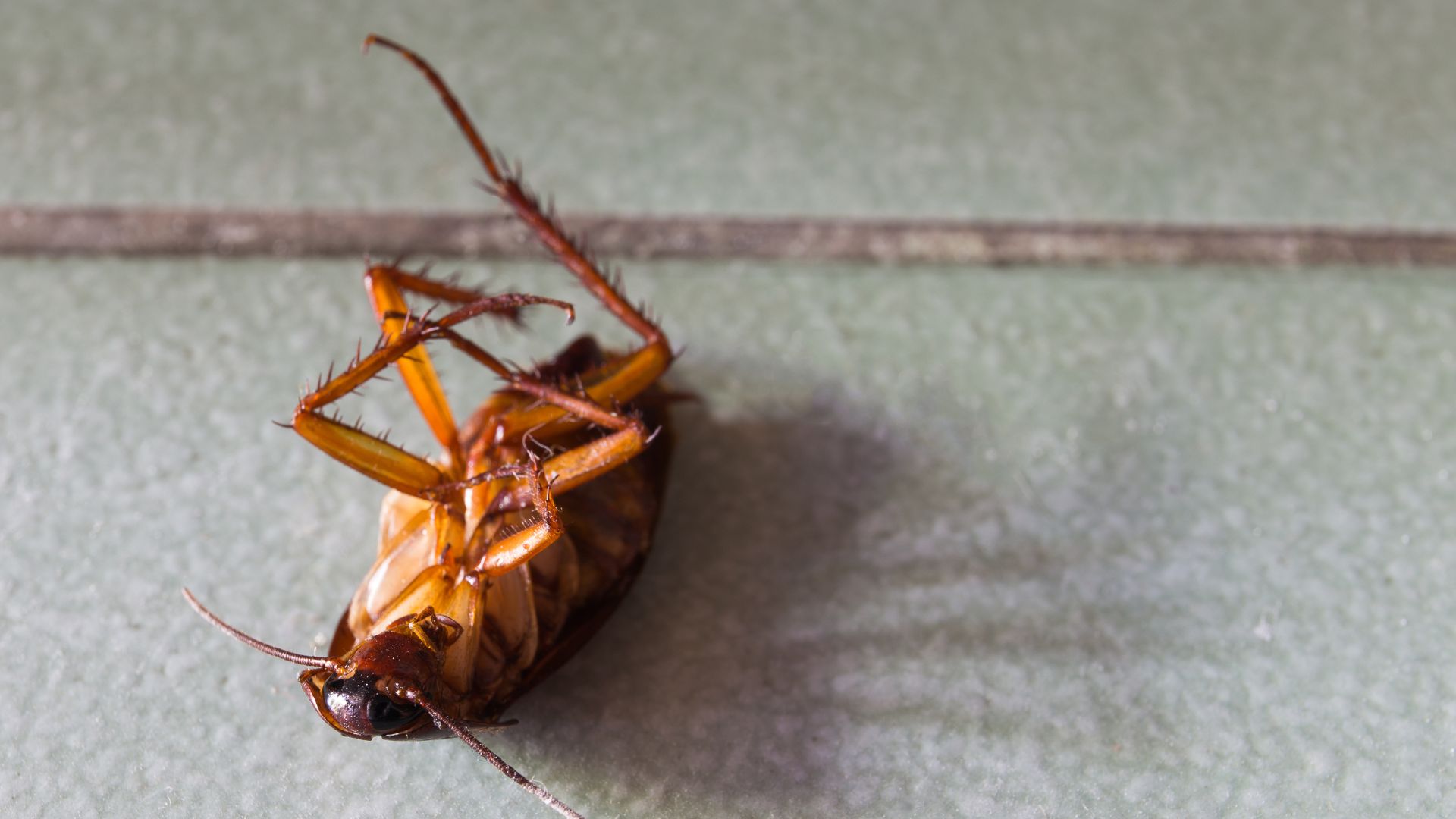 Parasitnix Frechen - Kammerjäger - Schädlingsbekämpfung - Wespenbekämpfung, Ameisenbekämpfung, Rattenbekämpfung - Frechen